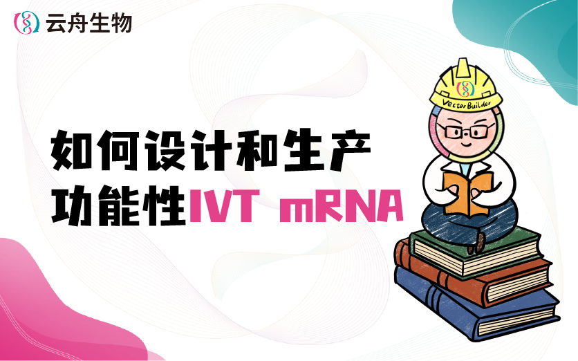 如何設計和⽣産功能(néng)性IVT mRNA