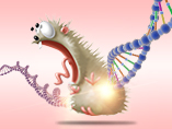 CRISPR causes unexpected and widespread mutations <i> in vivo</i>