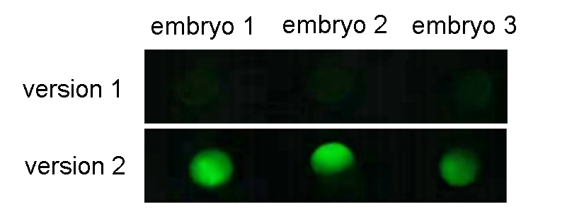 mRNA Kozak sequence optimization increased zebrafish EGFP expression