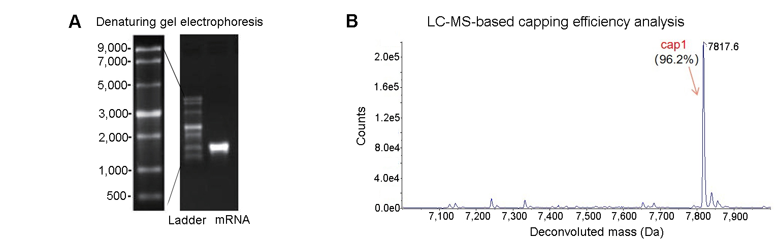 mRNA integrity and capping efficiency