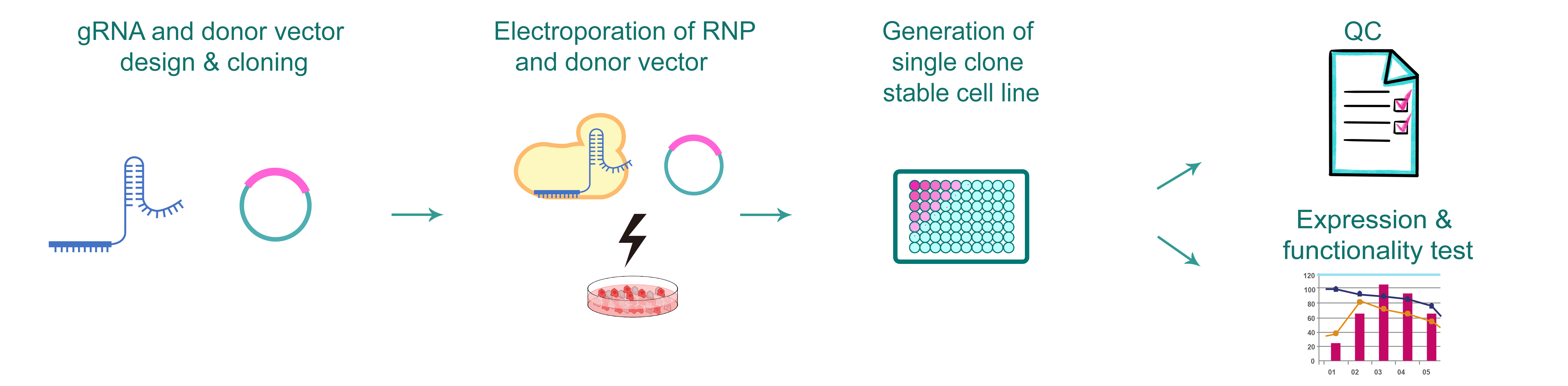 Workflow for gene overexpression stable cell line engineering