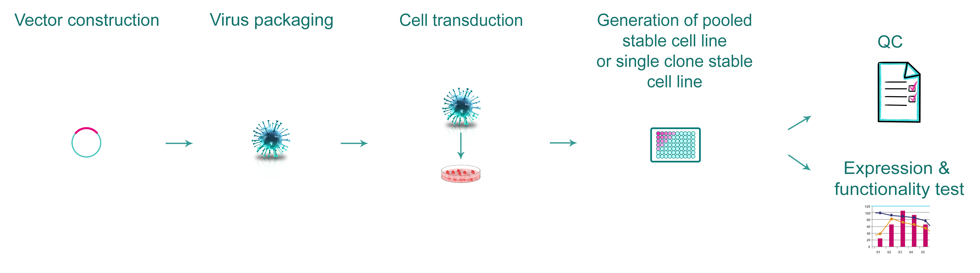 Workflow for gene overexpression stable cell line engineering