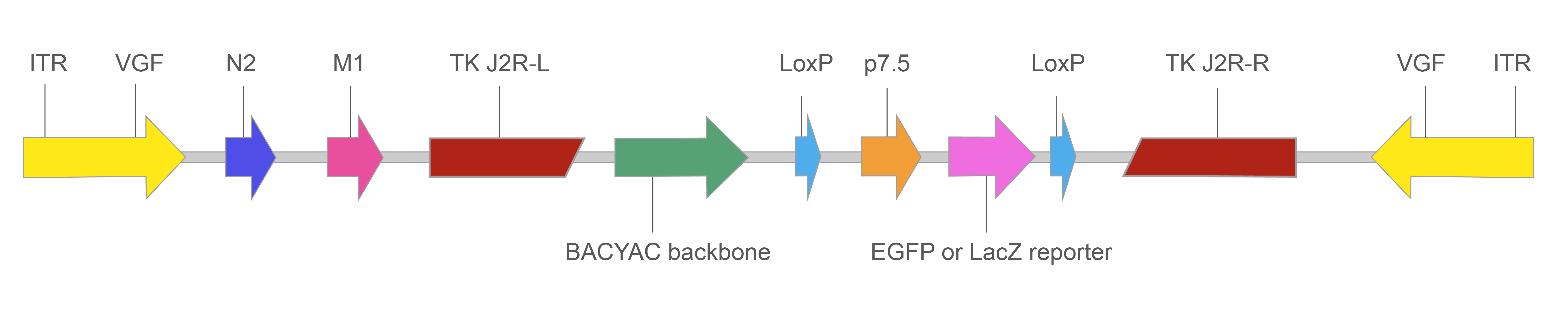 VAC BACYAC backbone