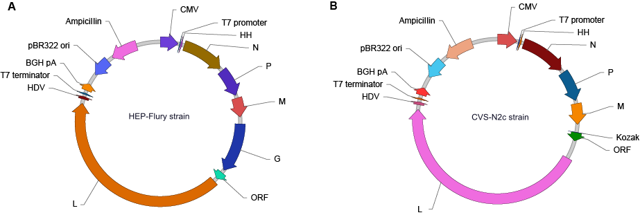 RABV backbone