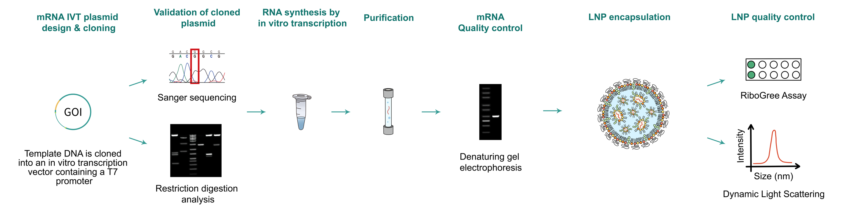 mRNA synthesis and QC > LNP encapsulation > LNP quality control (RiboGreen assay and dynamic light scattering).