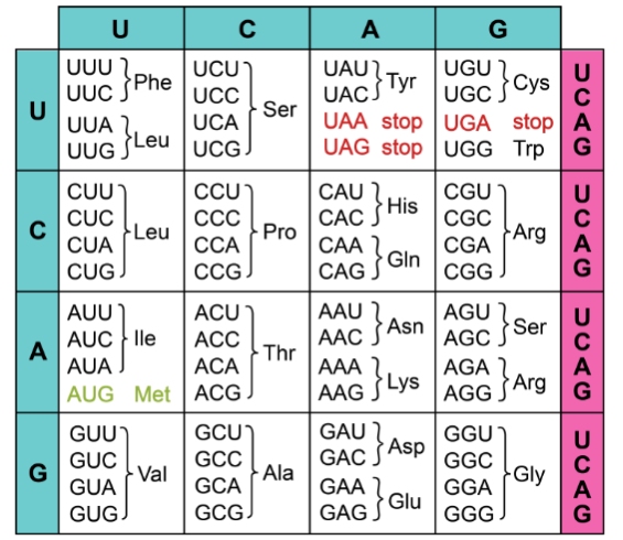 DNA is transcribed and translated into functional proteins.