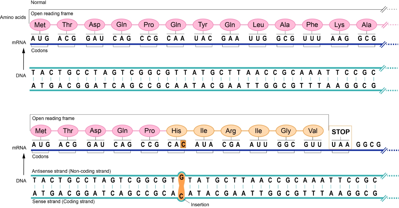 Consequences of a frameshift mutation.