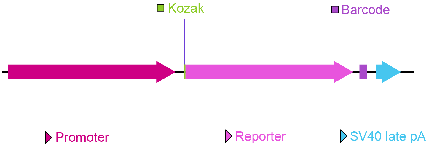  Key vector components for a promoter library