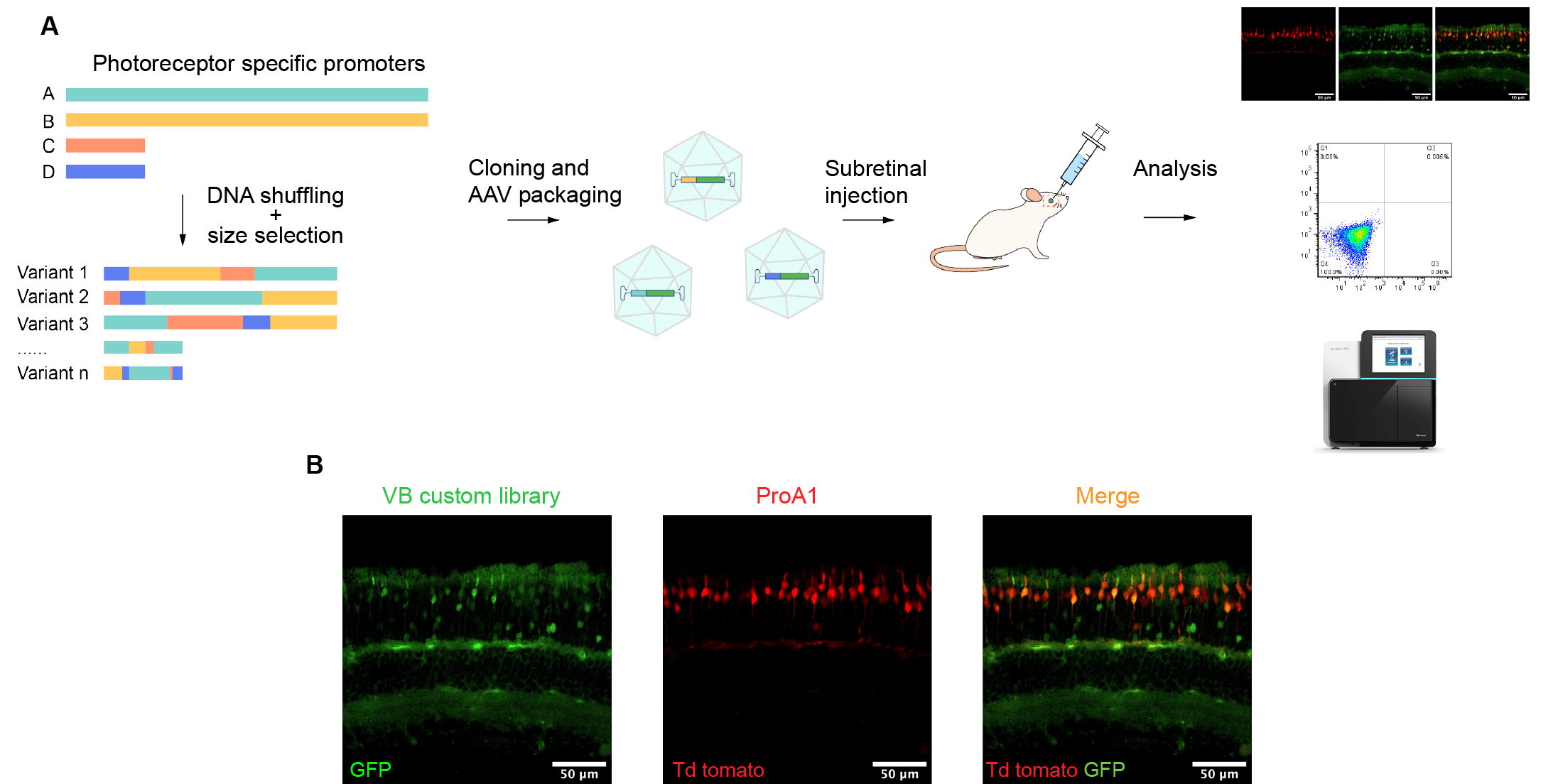 A cone-specific promoter library construction and screening